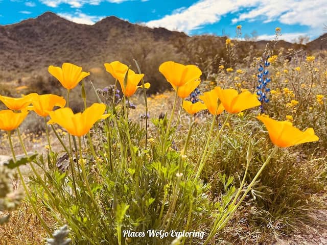 Estrella Mountain Regional Park - Image 3