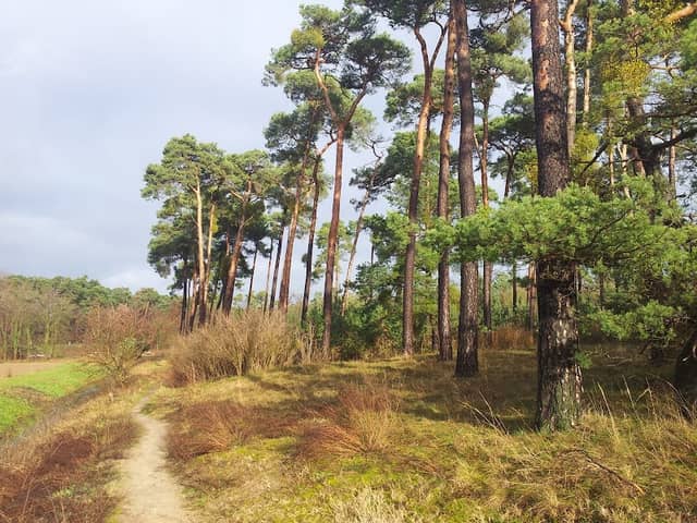 Kalksandkiefernwald bei Bickenbach - Image 1