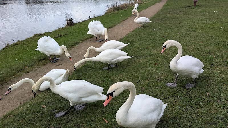 Springboard Adventure - Hetton Lyons Country Park - Image 2