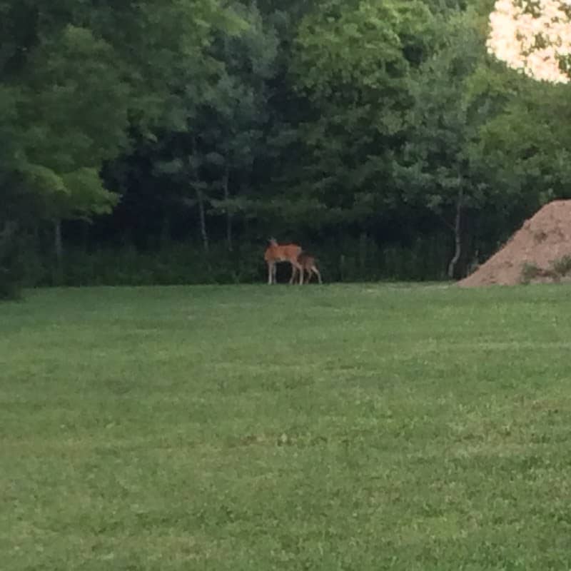 Haselton Park - Image 2