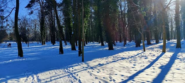 Park Leśny - Image 1