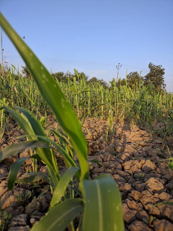 NANDANVAN Farm - Image 1
