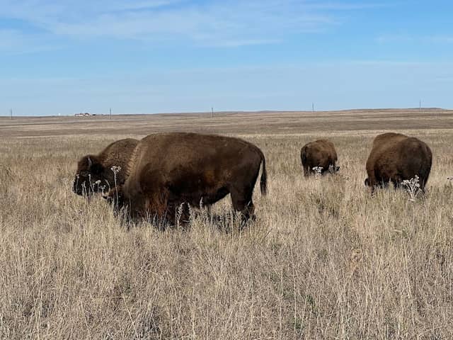 Tall Grass Prairie preserve - Image 1