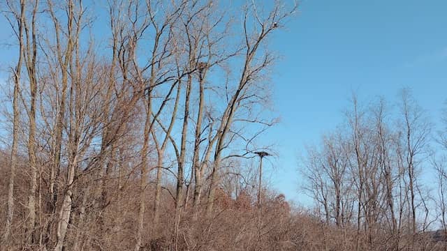 Pelton Park - Image 1