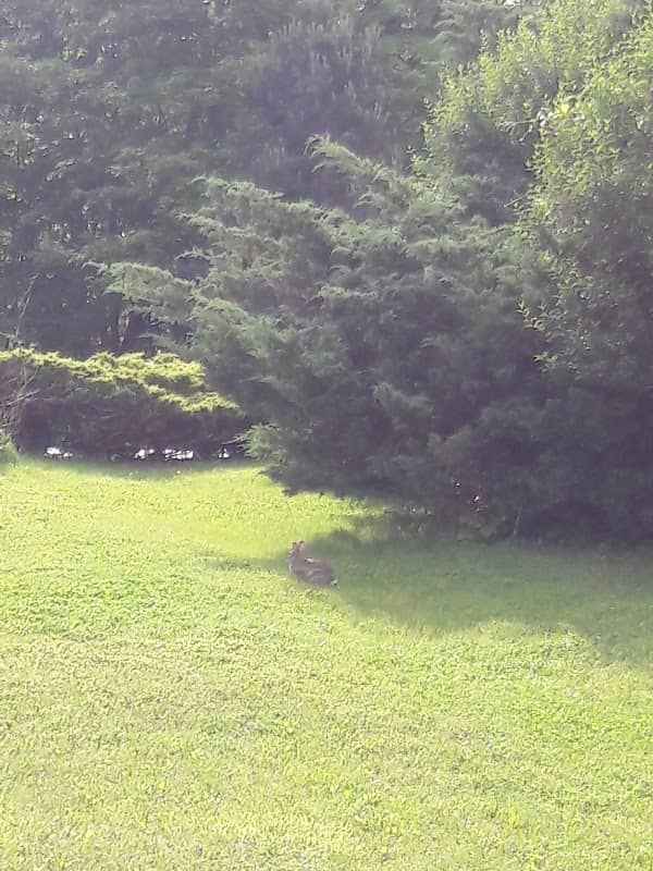 Bicentennial Woods Park - Image 1