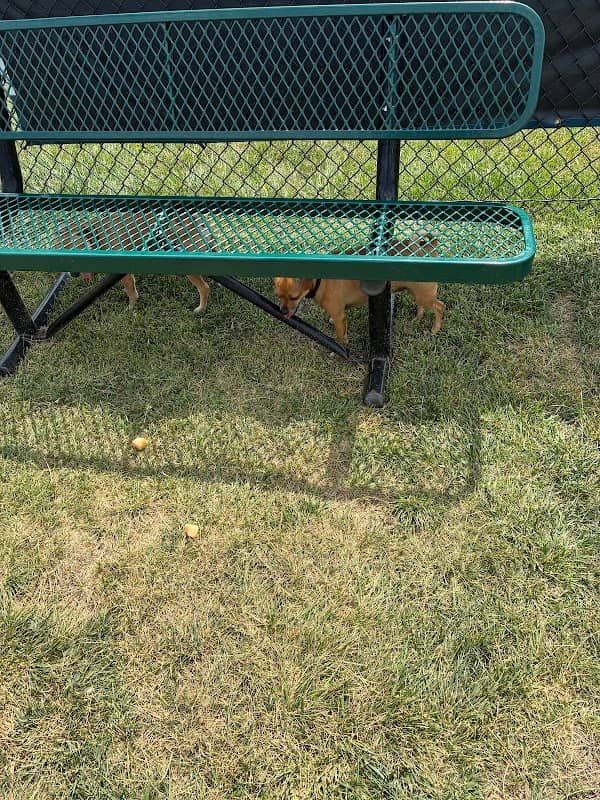 Dog Park at Love's Travel Stops - Image 1
