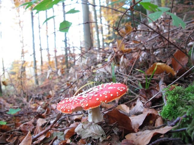 Liebespfad - Image 1