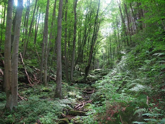 Liebespfad - Image 2