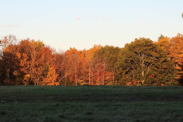 Thorncrag Meadow - Image 2