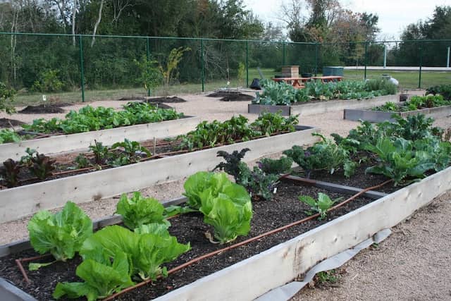 Lettuce Live - Image 3