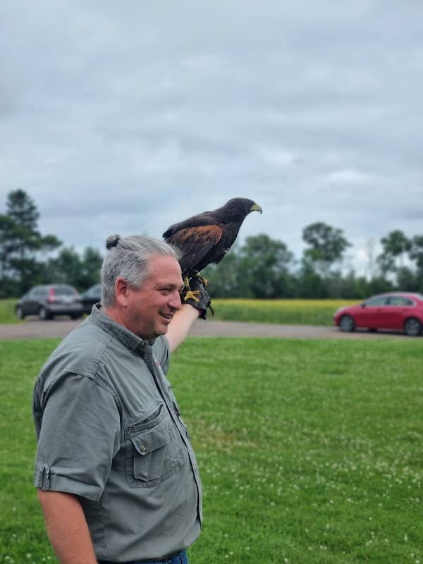 Island Falconry Services - Image 2