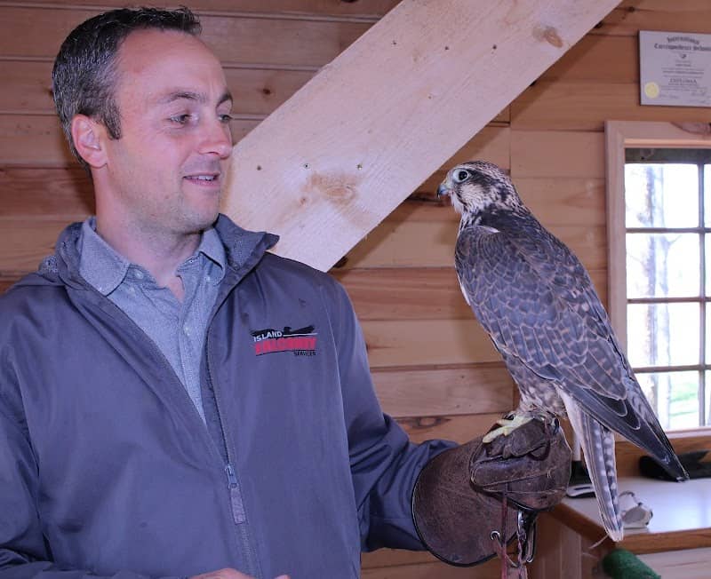 Island Falconry Services - Image 3