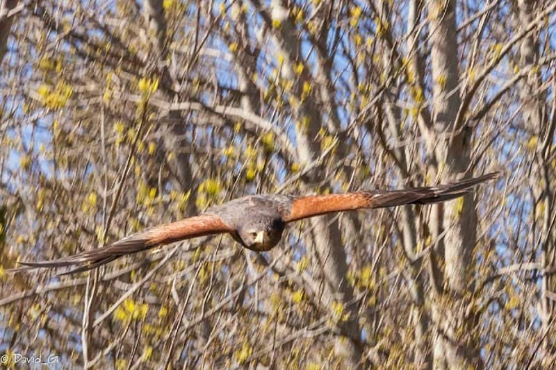 Island Falconry Services - Image 1