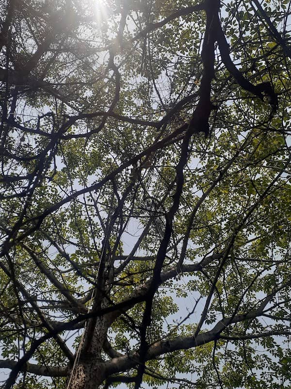 Mini Jungle of PTC - Image 1