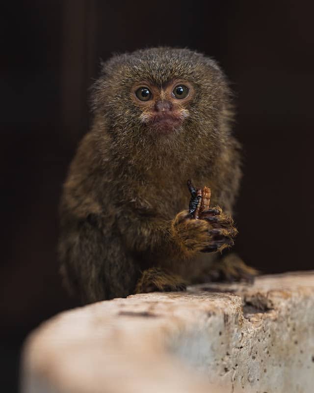 Berkenhof Tropical Zoo - Image 1