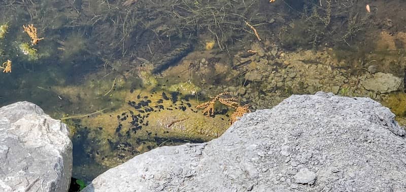 Sanborn fishing dock - Image 2