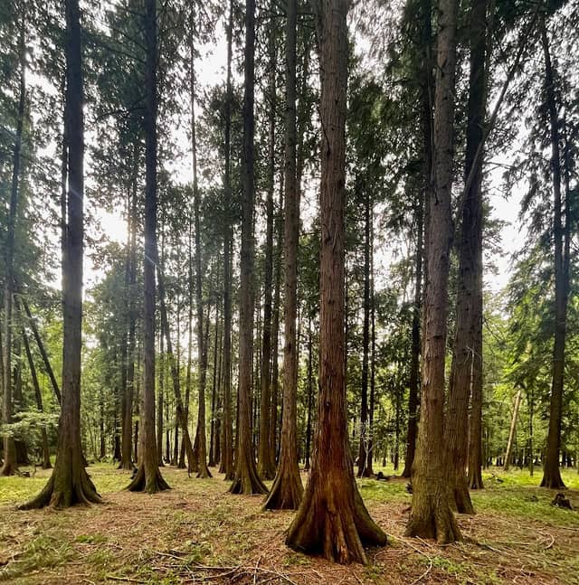 Las żywotnikowy - Image 1