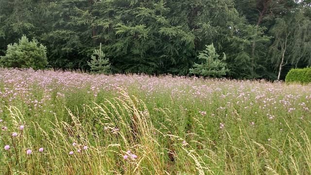 Biotop Am Friedhof - Image 1