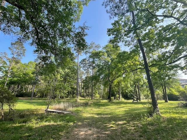 W G Jones State Forest - Image 2