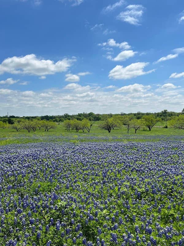 Bluebonnet West trail - Image 1