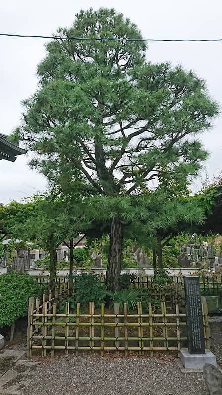 三鈷の松 - Image 1