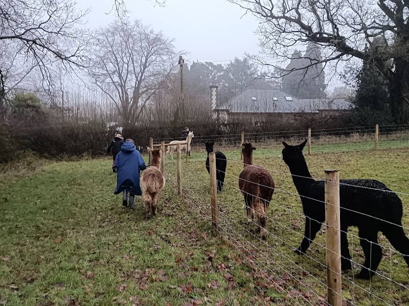 Ambling Alpacas - Image 1