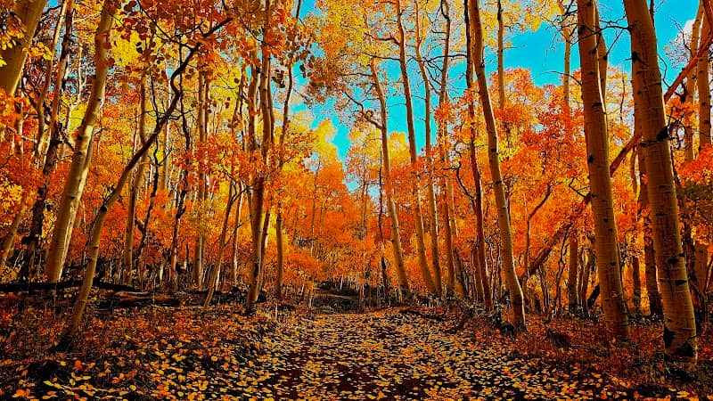 Fishlake National Forest - Image 1