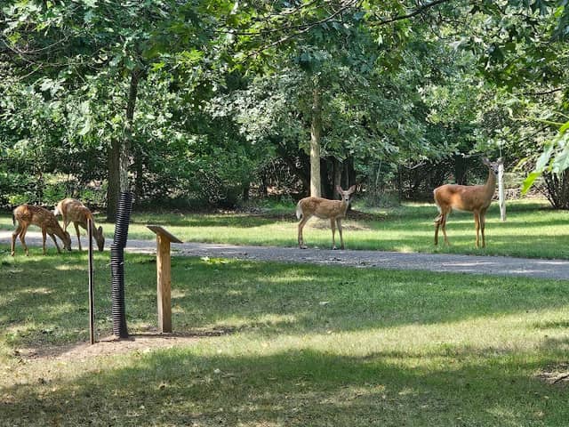 Bogue Flats Recreation Area - Image 1