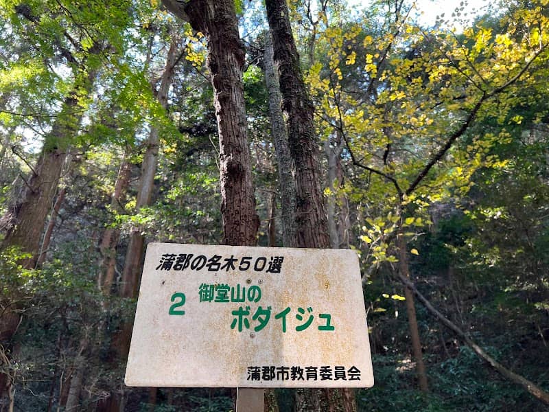 御堂山のボダイジュ - Image 1