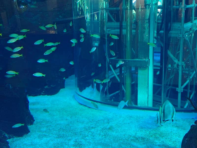 Mall Aquarium - Image 2