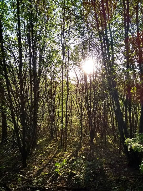 Banwen Woods - Image 1