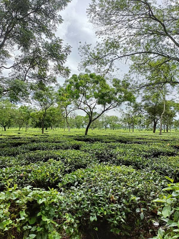 Tea Garden - Image 1