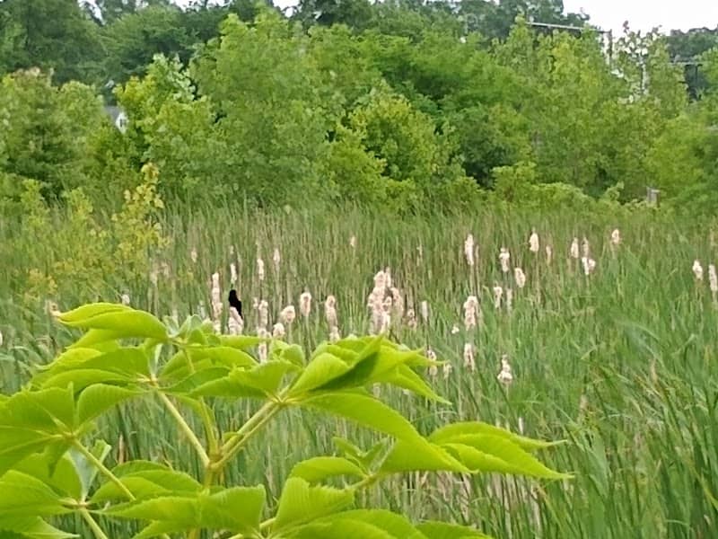 New Albany Schools Woodlands Wetlands - Image 1