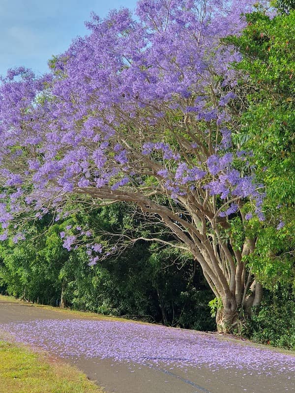 Evans Street Parklands - Image 1
