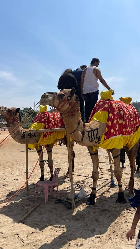 Camel ride - Image 1