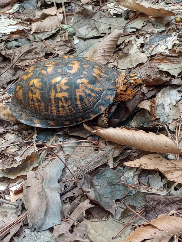 Nature Trail - Image 1
