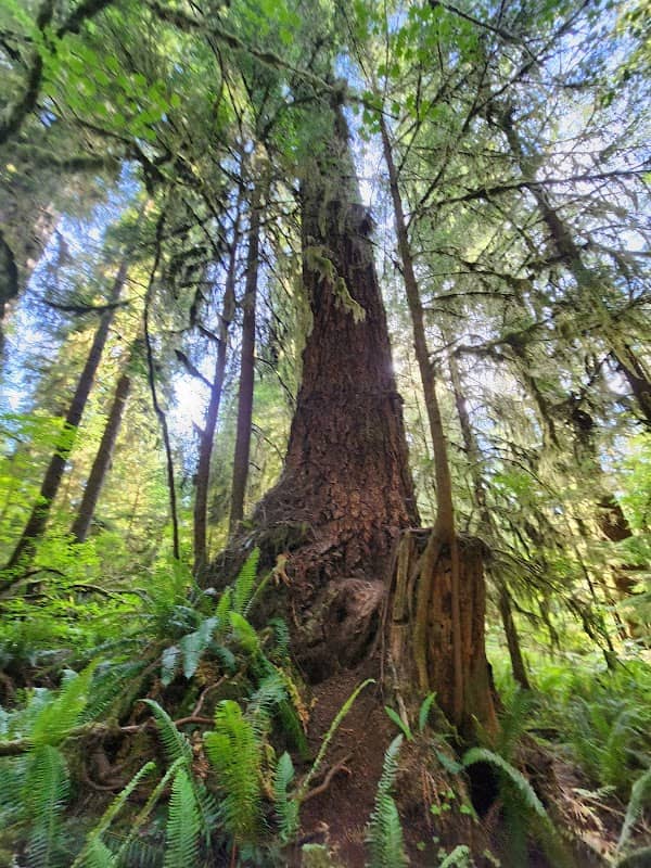 Quinault Rainforest - Image 1