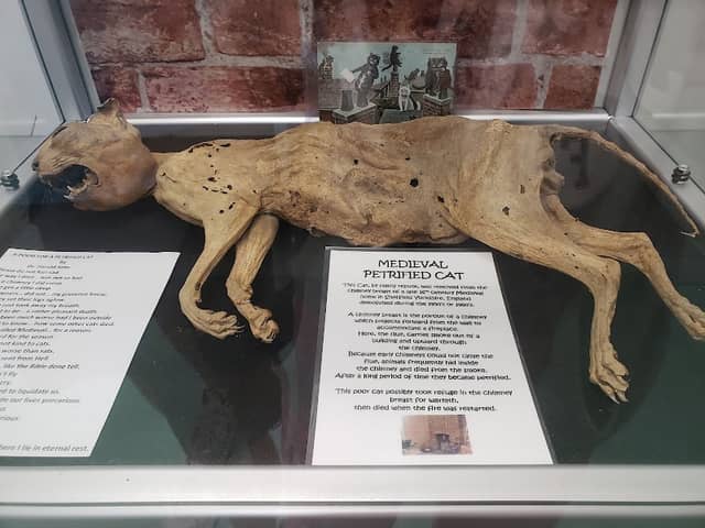 American Museum of the House Cat - Image 1