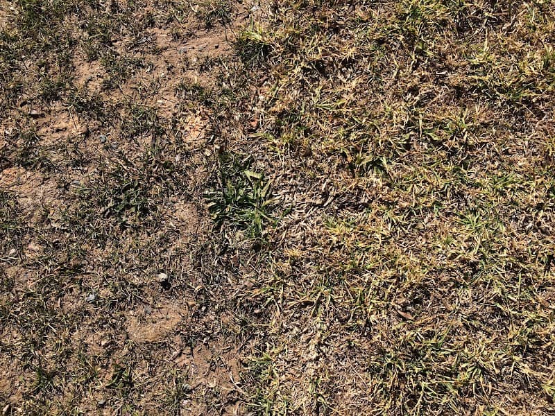 Queen Street Reserve - Image 2