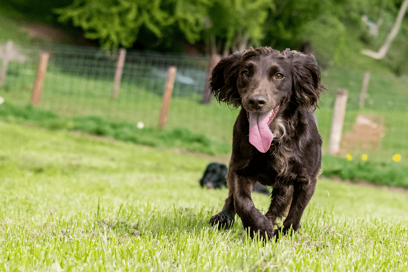 Unleashed in Uppingham - Image 2