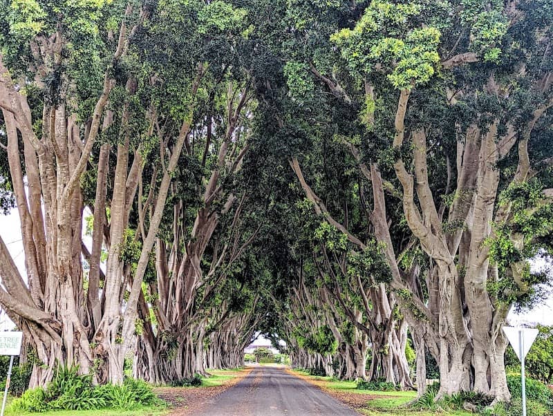 Fig Tree Avenue - Image 1