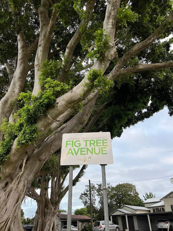 Fig Tree Avenue - Image 2