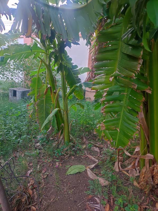 Banana Park - Image 1