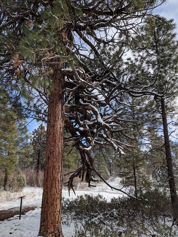 Mogollon Rim Trail - Image 1
