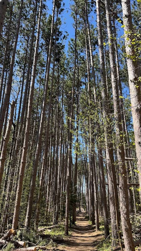 Cathedral of Trees - Image 1