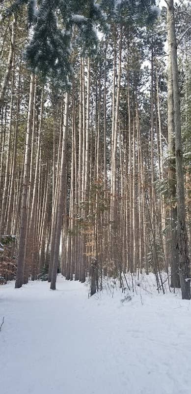 Cathedral of Trees - Image 2