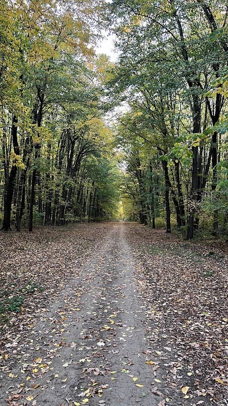 Pădurea Voluntari - Image 1