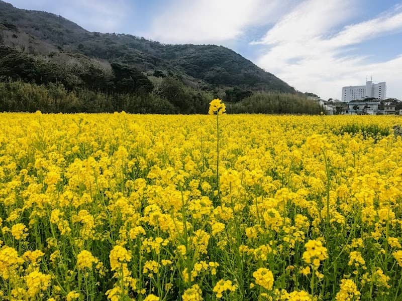 Canola Flowers Viewing Area - Image 1