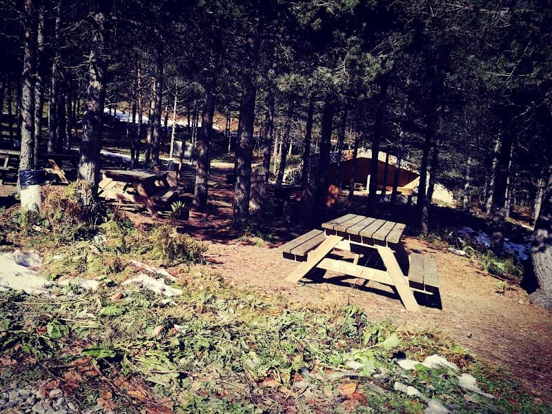 Ayhan Sahenk Love Forest - Image 1