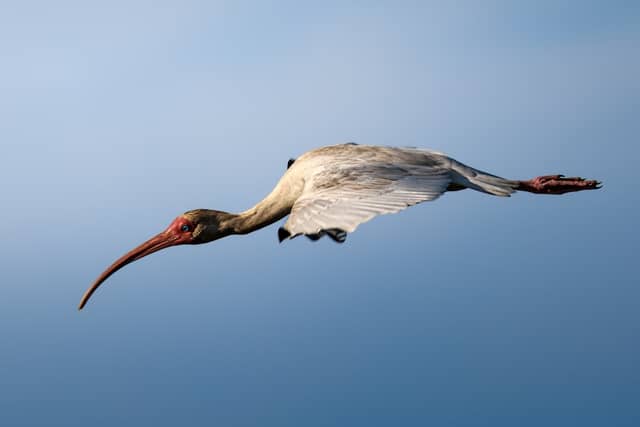 Pearl River Wildlife Management Area - Image 1